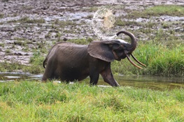 Forest Elephants are Now Critically Endangered –  Here’s How to Count Them (English and French)